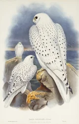 Greenland Falcon